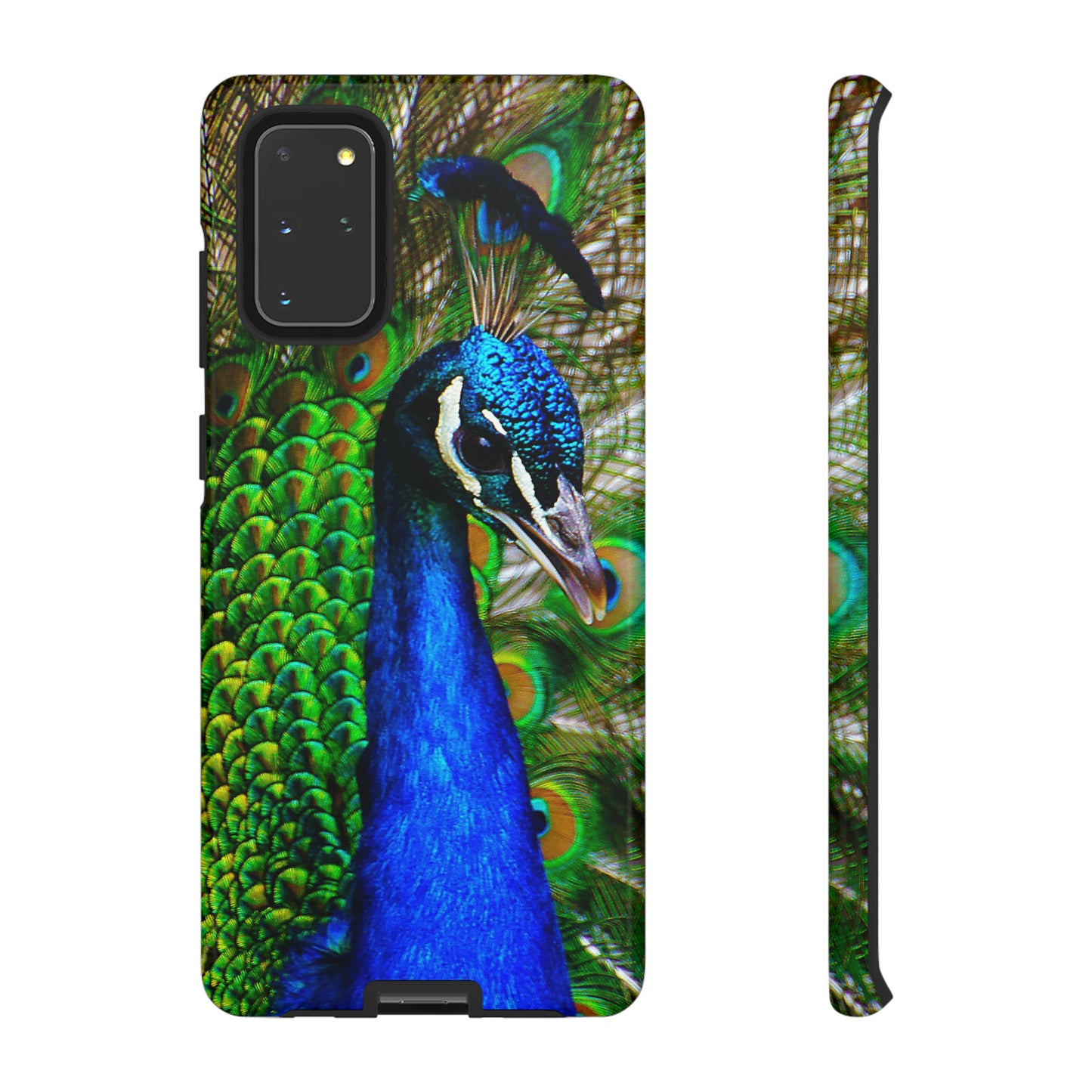 Parading Peacock - Tough Cases